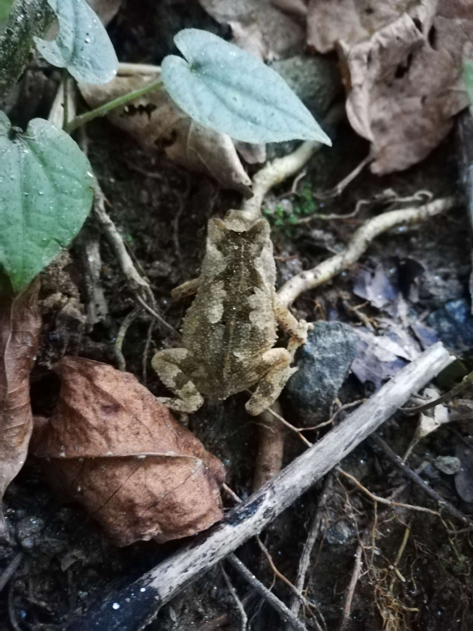 صورة Rhinella sternosignata (Günther 1858)