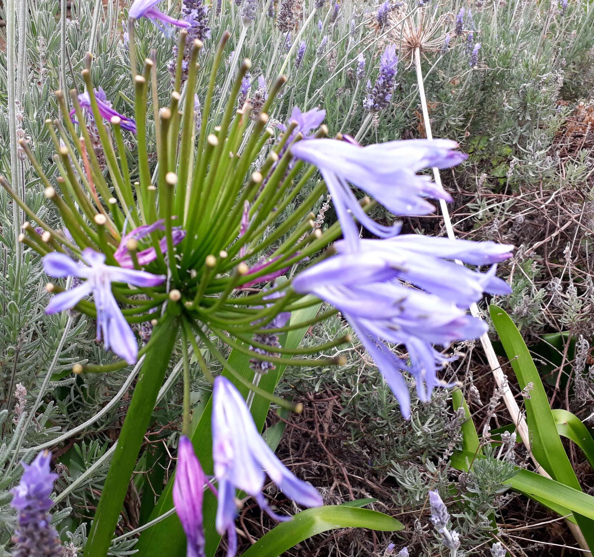 Image of Agapanthus praecox subsp. orientalis (F. M. Leight.) F. M. Leight.