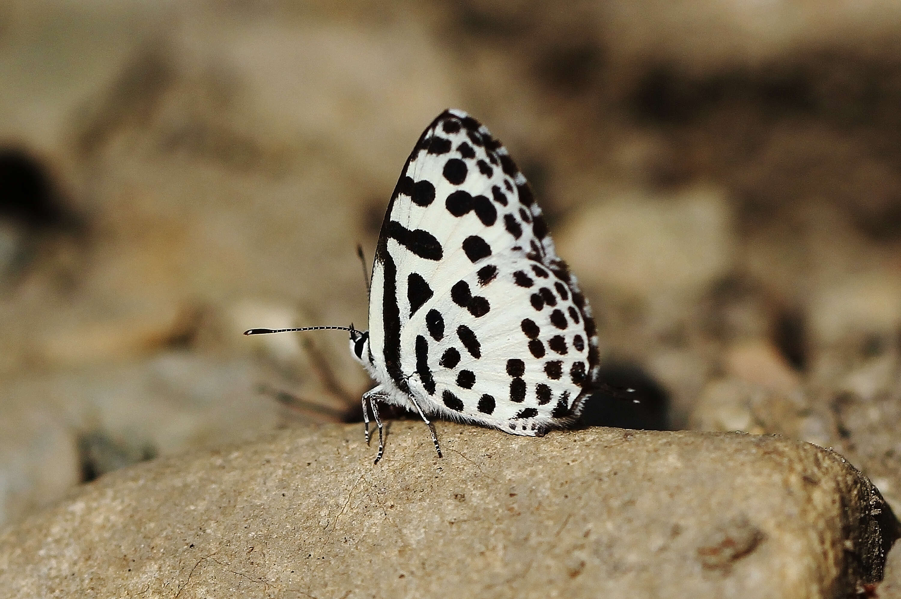 Image of Common Pierrot