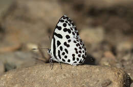 Image of Common Pierrot