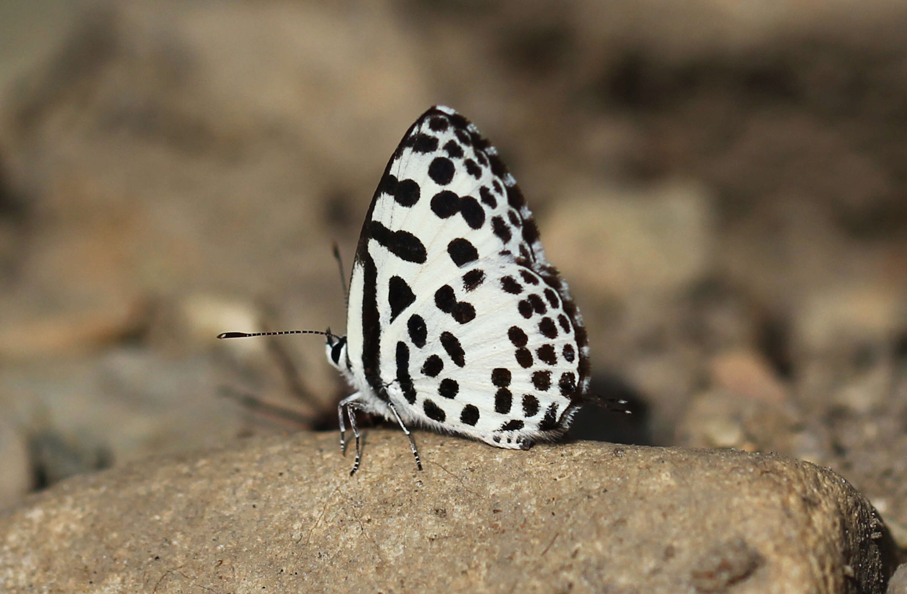 Image of Common Pierrot