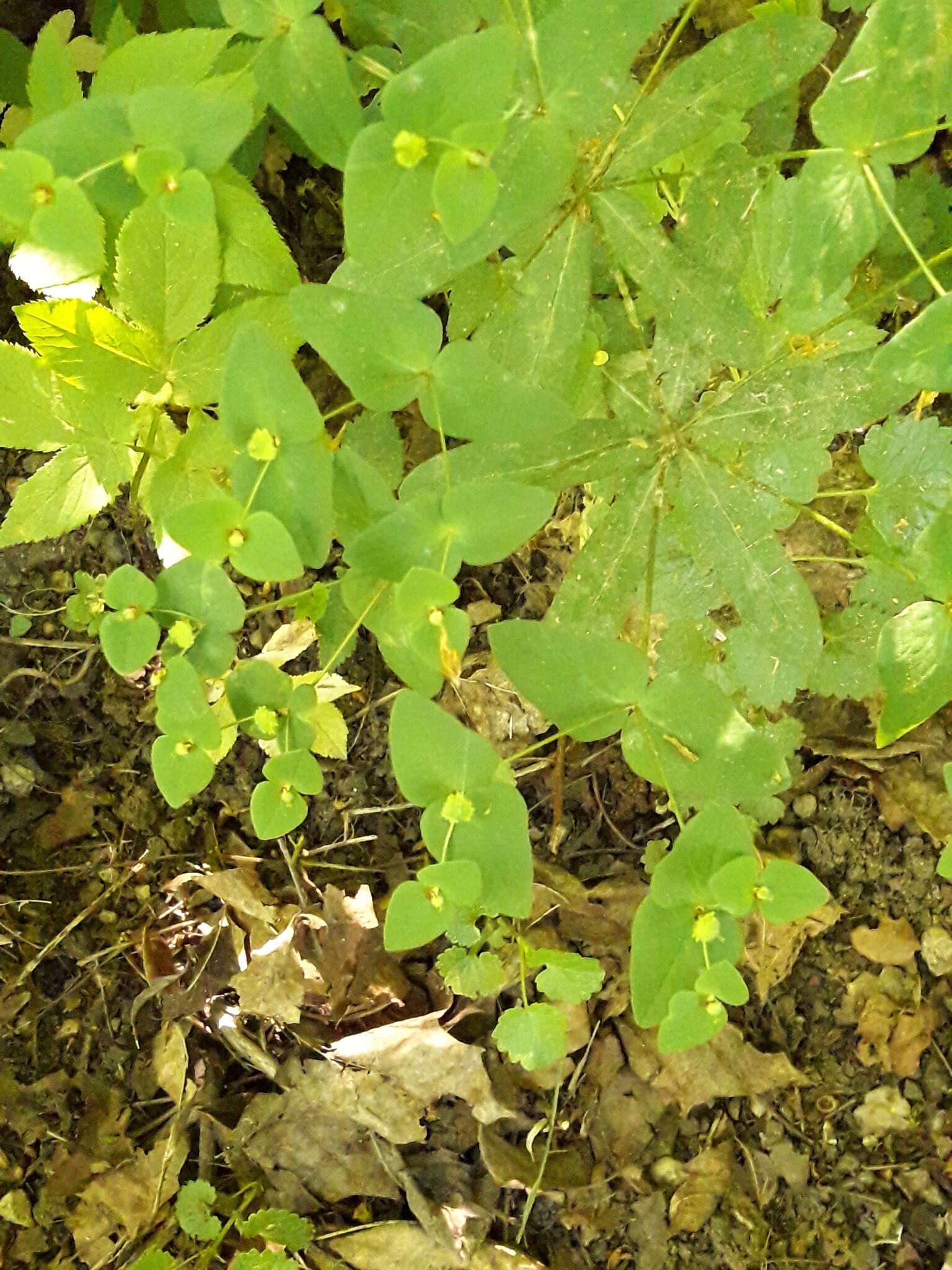 Image of sweet spurge