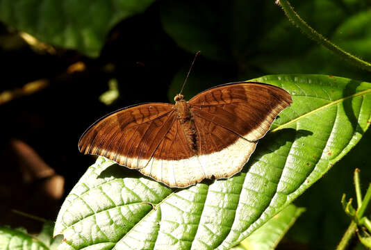 Image of Tanaecia lepidea Butler 1868