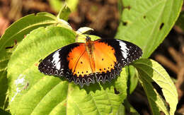 Image of Cethosia cyane Drury 1770