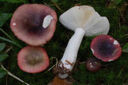 Image of Russula atrorubens Quél. 1898