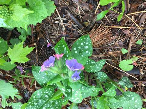 Image of Lungwort