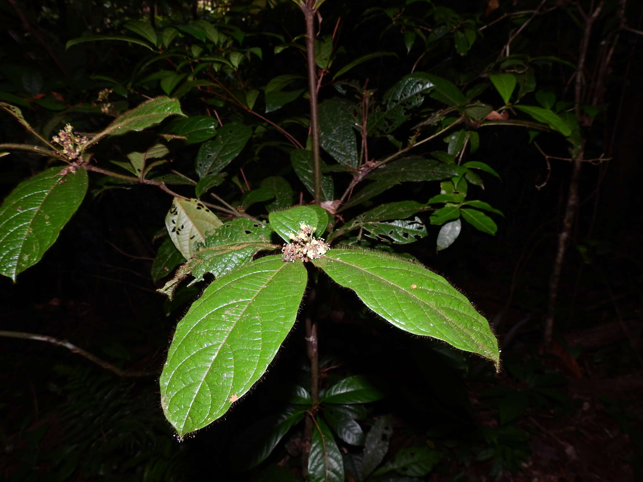 Image de Cordia nodosa Lam.