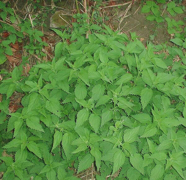 Image of Common Nettle