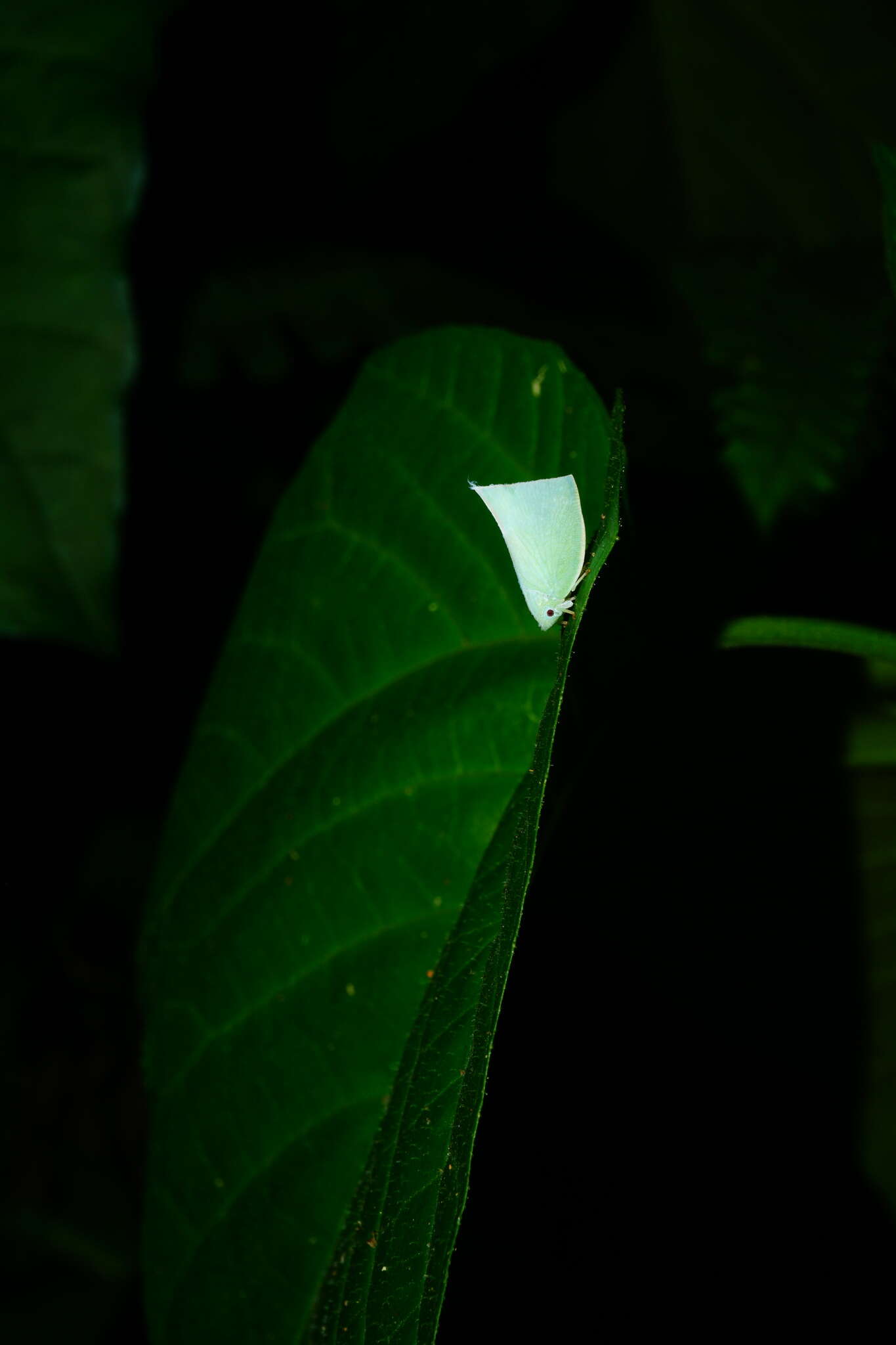 Image of Phylliana alba (Jacobi 1915)