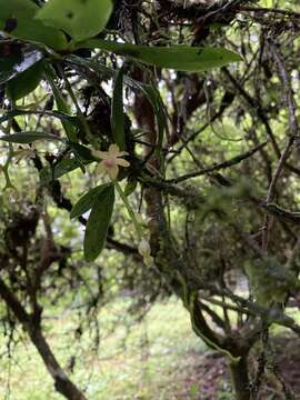 Image of Champion's Orchid