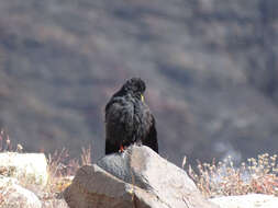 Image of Alpine Chough