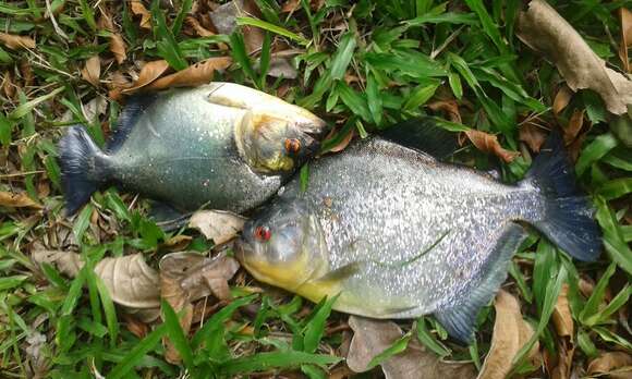 Image of Dark-banded piranha