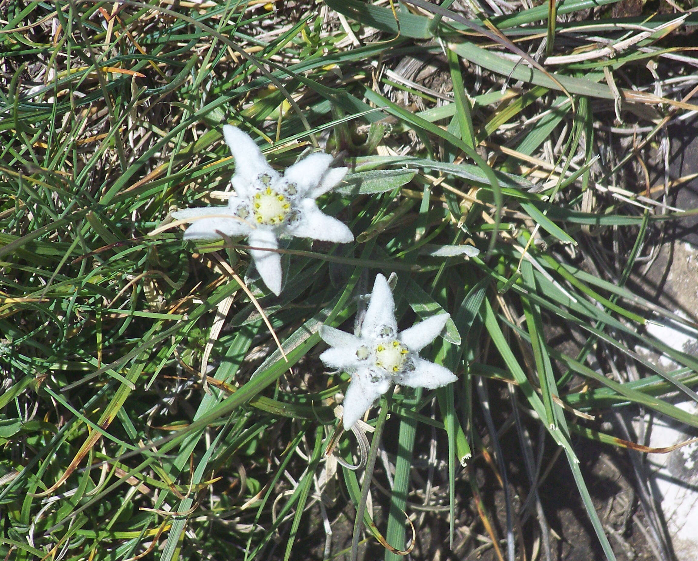 Image of edelweiss