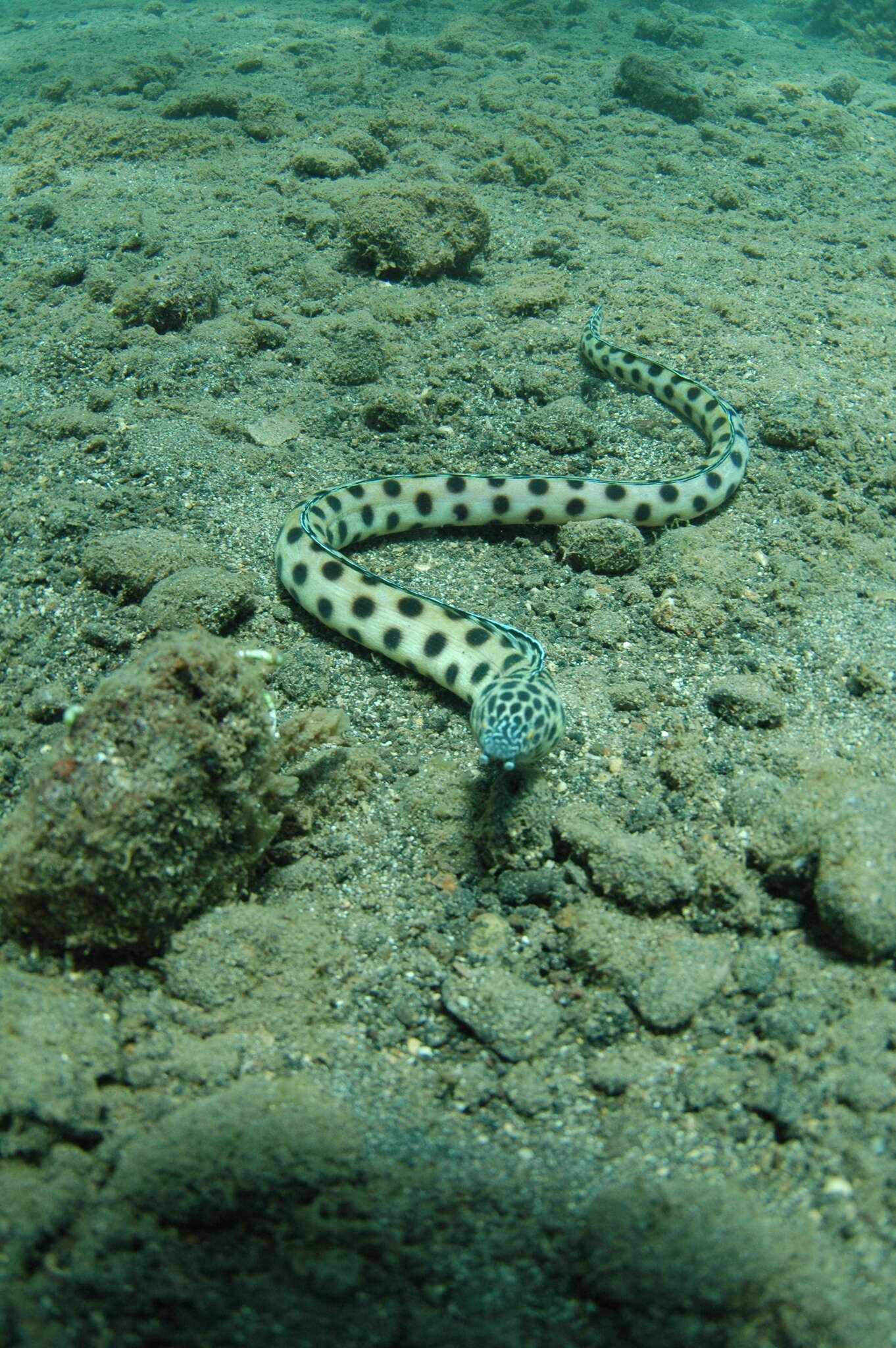 Image of Clarion Snake Eel