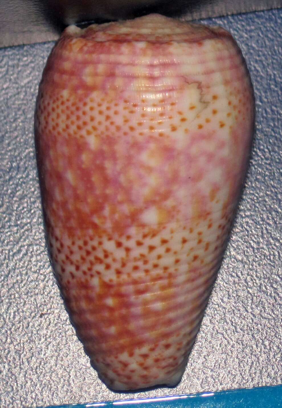 Imagem de Conus adamsonii Broderip 1836