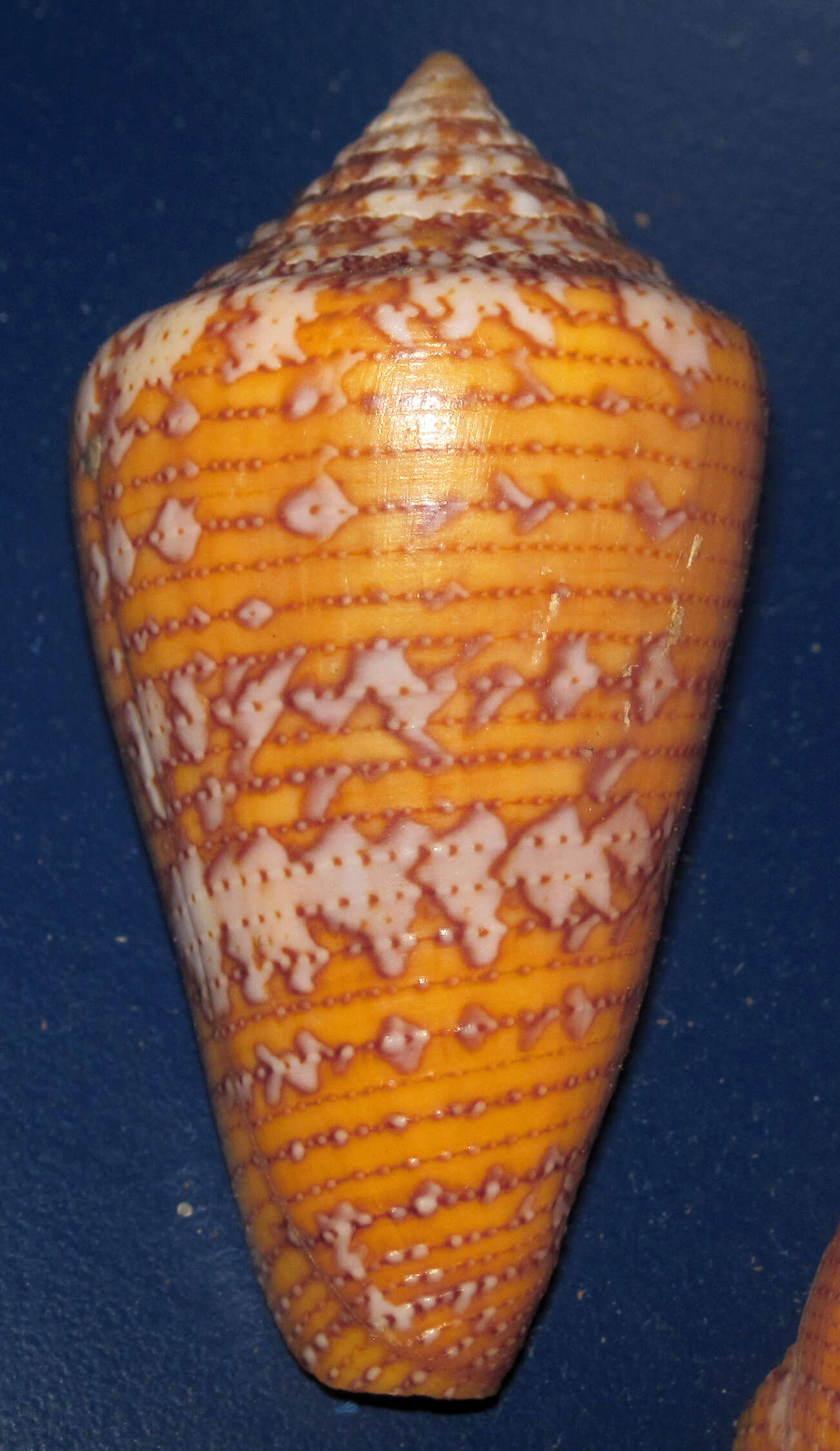 Image of Matchless Cone