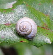 Image of Harmozica ravergiensis (A. Férussac 1835)