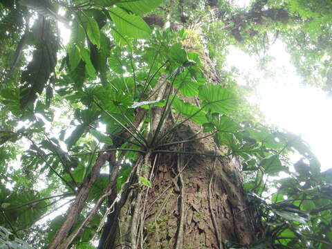 Image of Philodendron pterotum K. Koch & Augustin