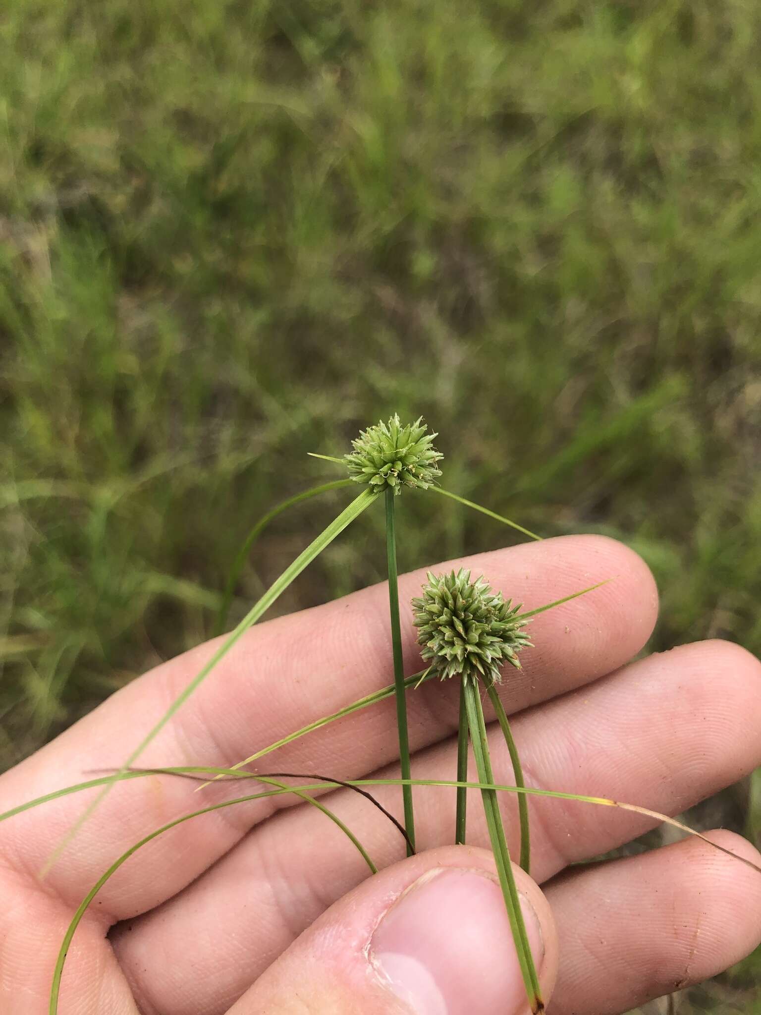 Image of Cyperus filiculmis Vahl