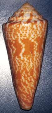 Image of Conus thomae Gmelin 1791