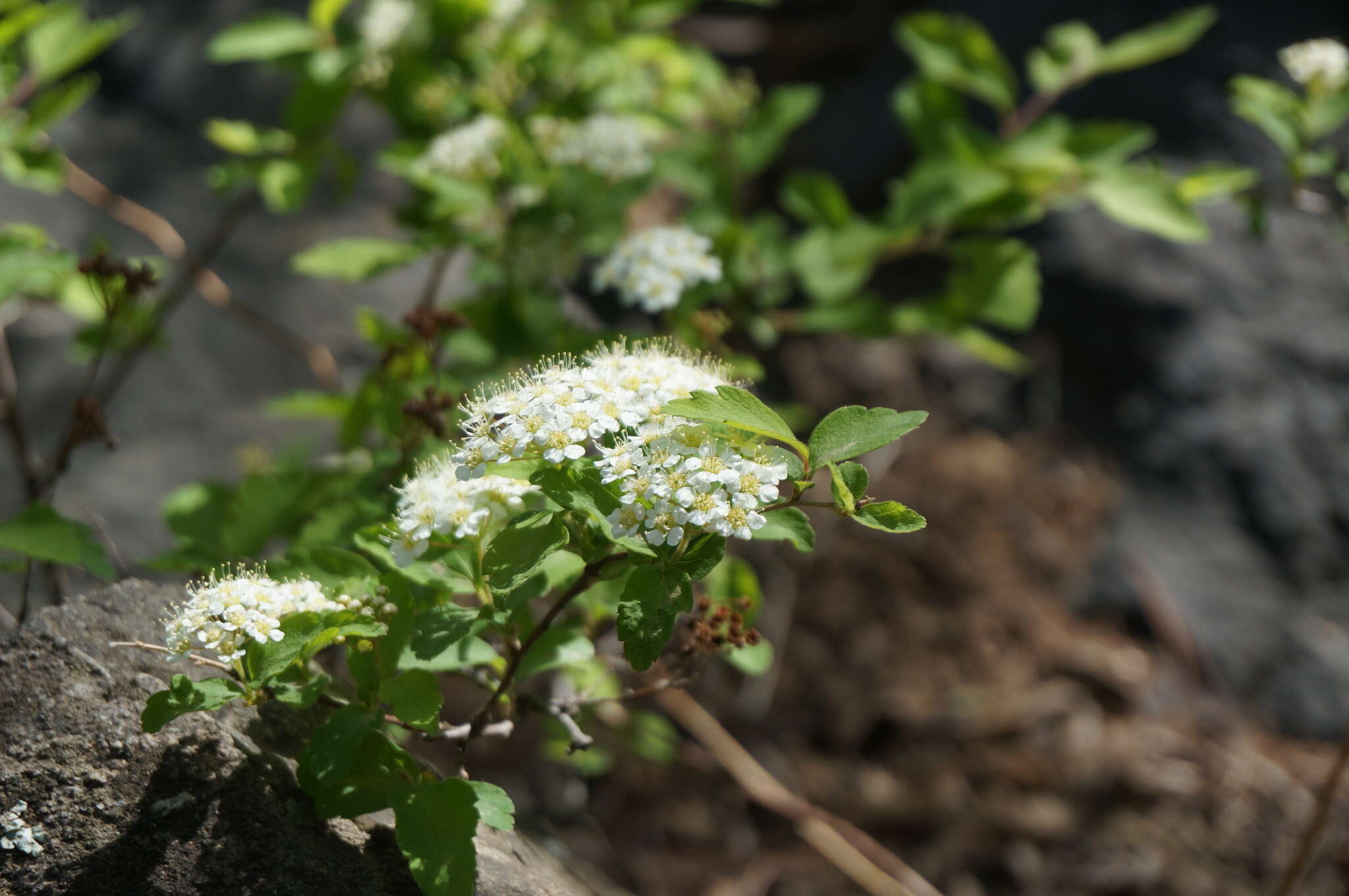 Image of Spiraea pubescens Turcz.