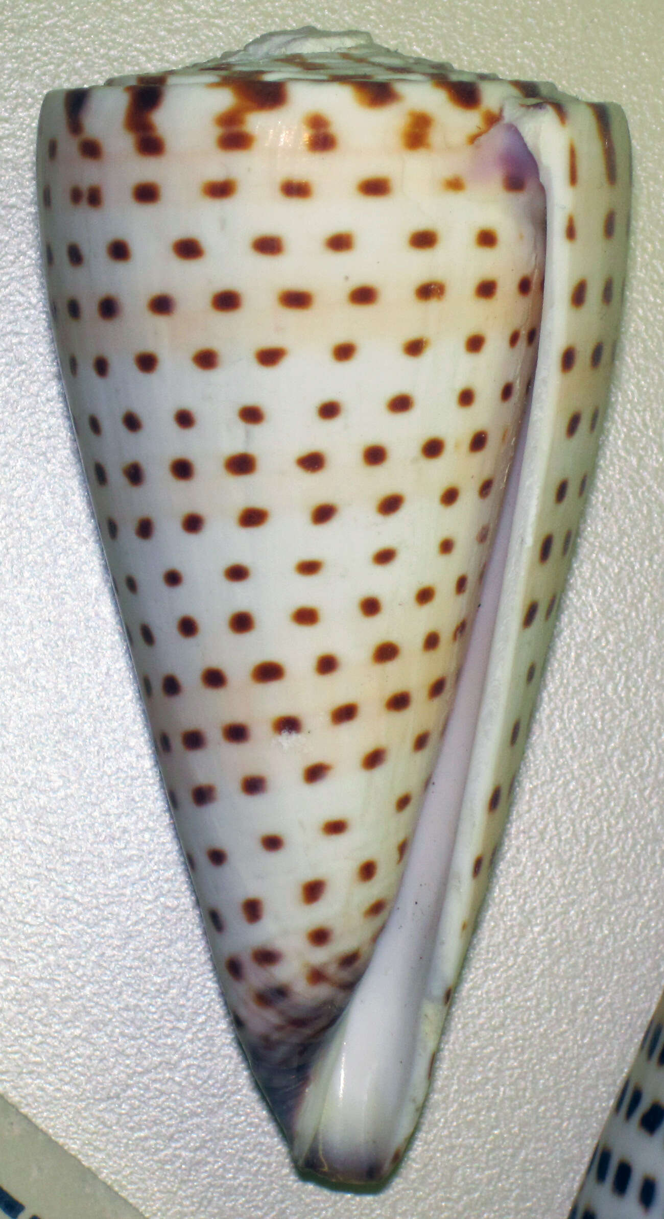 Image of lettered cone