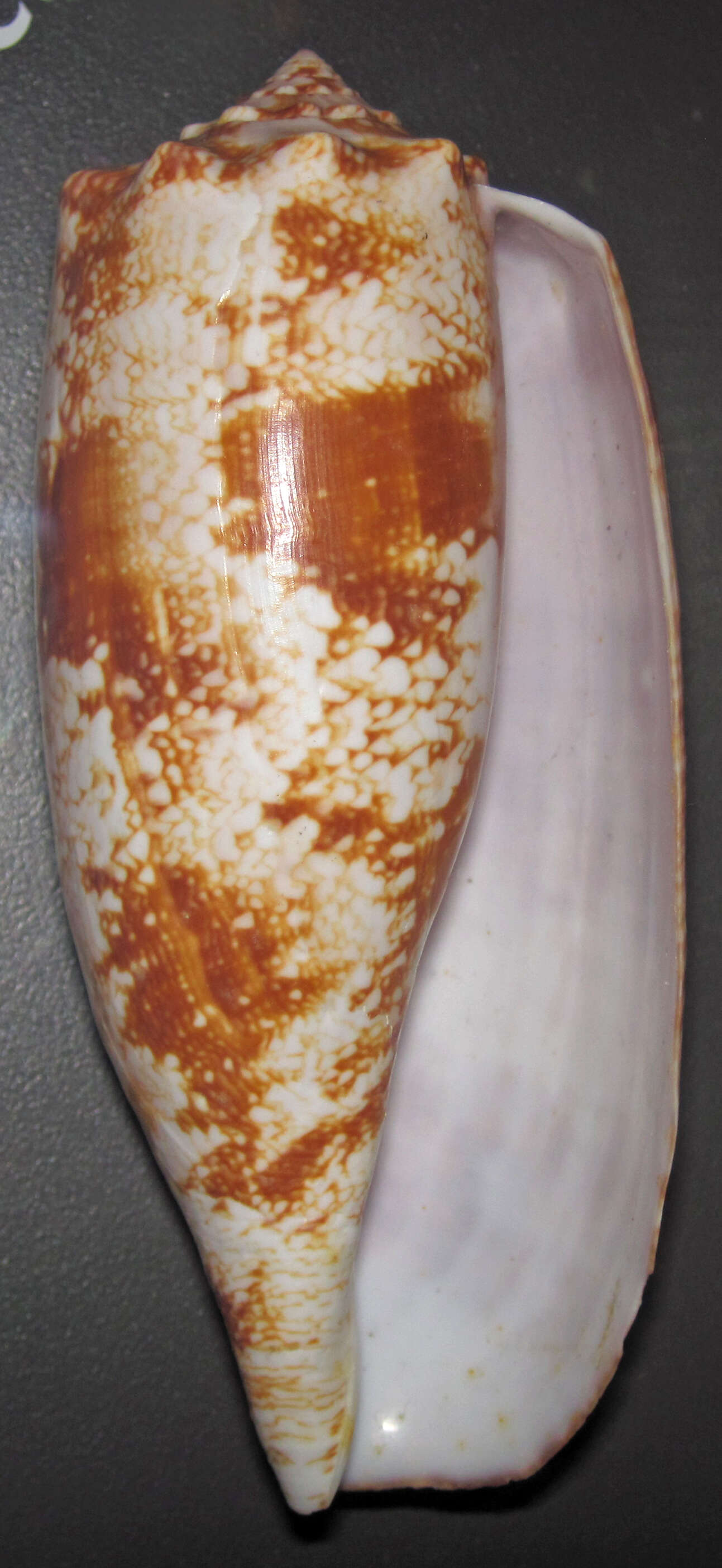 Image de Conus geographus Linnaeus 1758