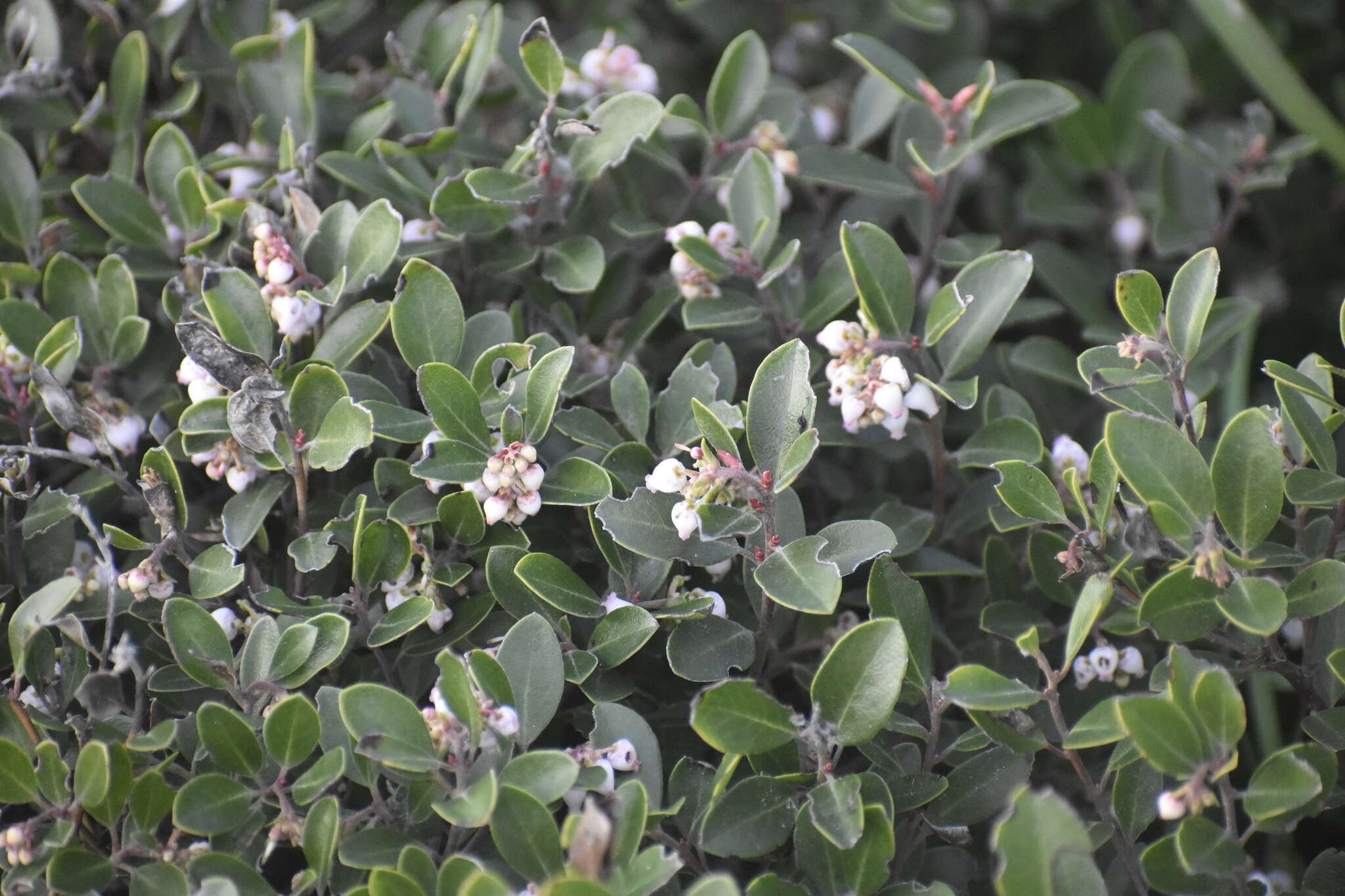 Image of Franciscan manzanita