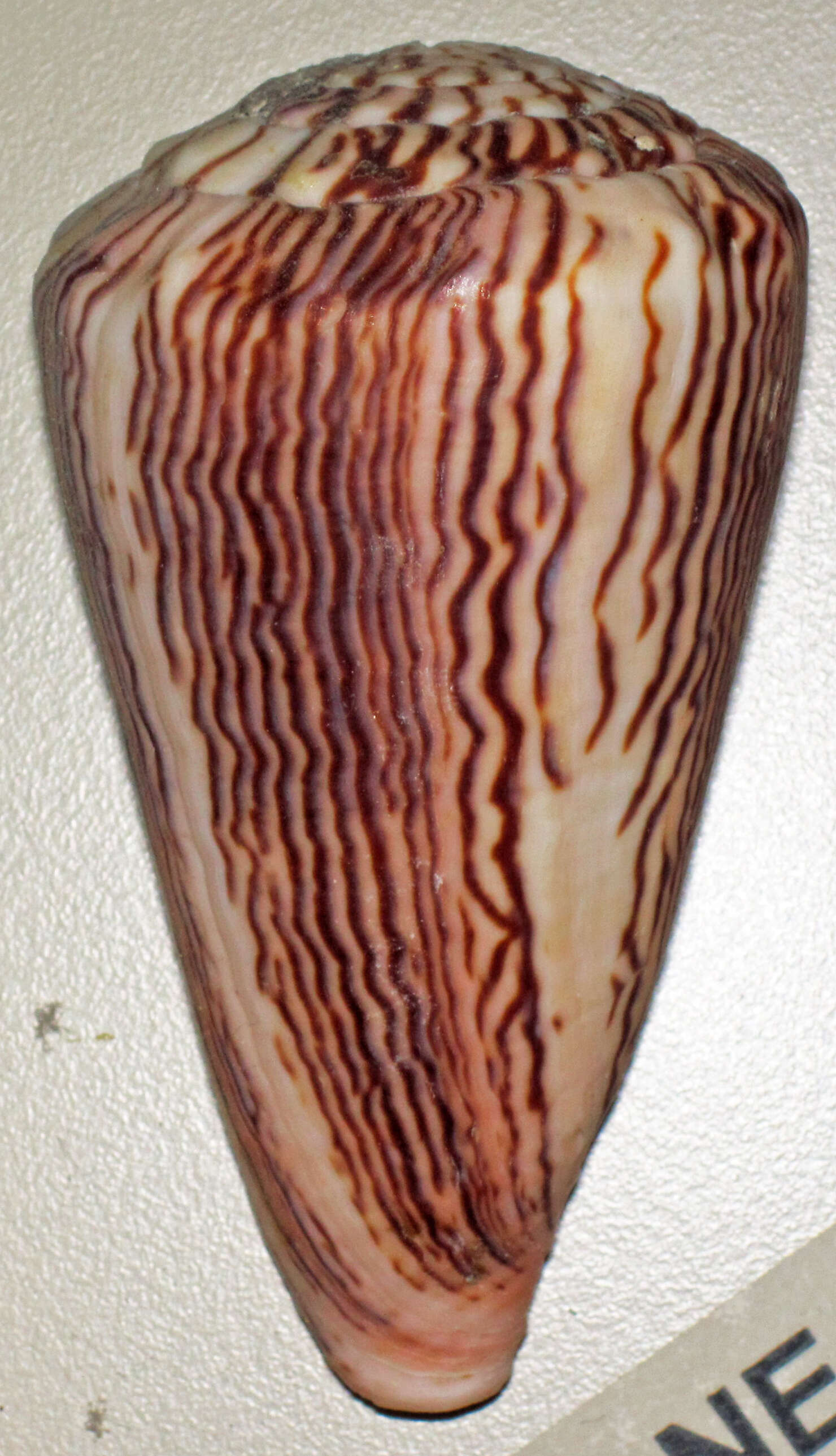 Image de Conus princeps Linnaeus 1758