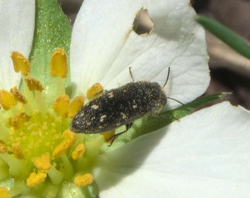 Imagem de Acmaeodera tubulus (Fabricius 1801)