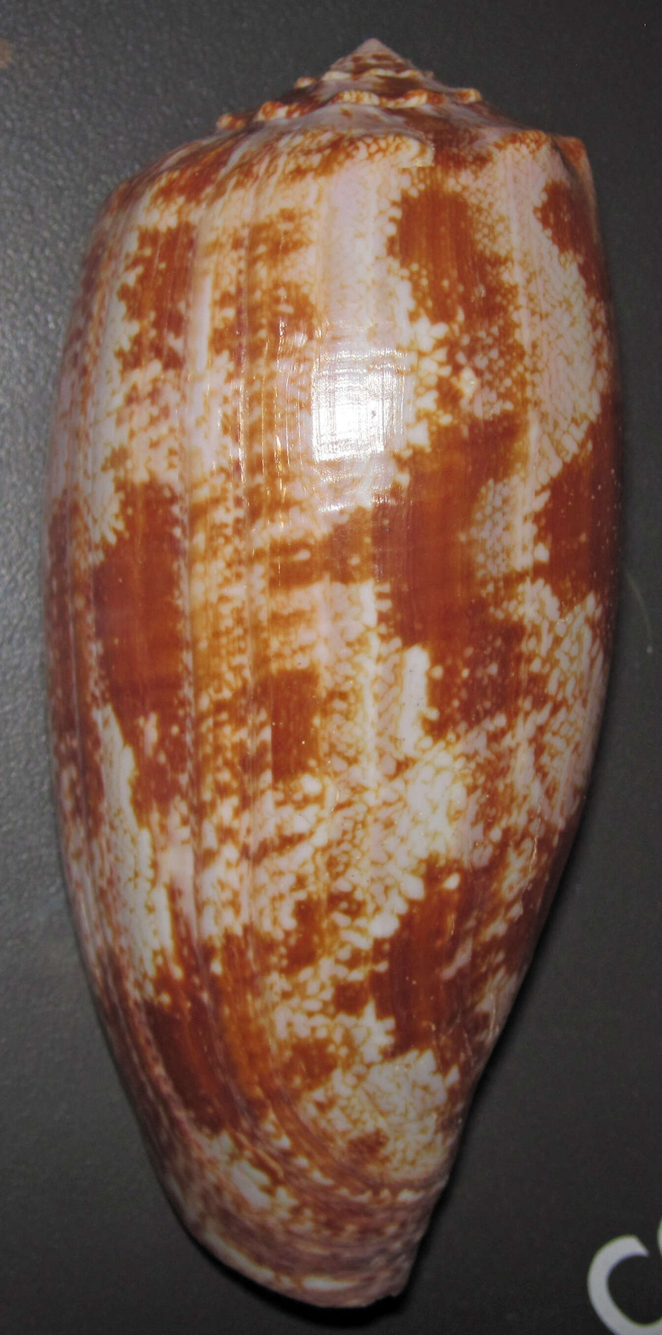 Image de Conus geographus Linnaeus 1758