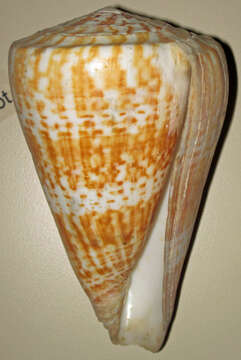 Image of butterfly cone