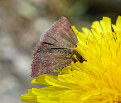 Image of small purple-barred