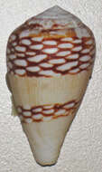 Image of Conus mercator