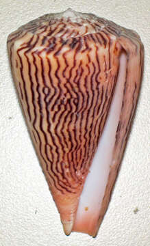 Image de Conus princeps Linnaeus 1758