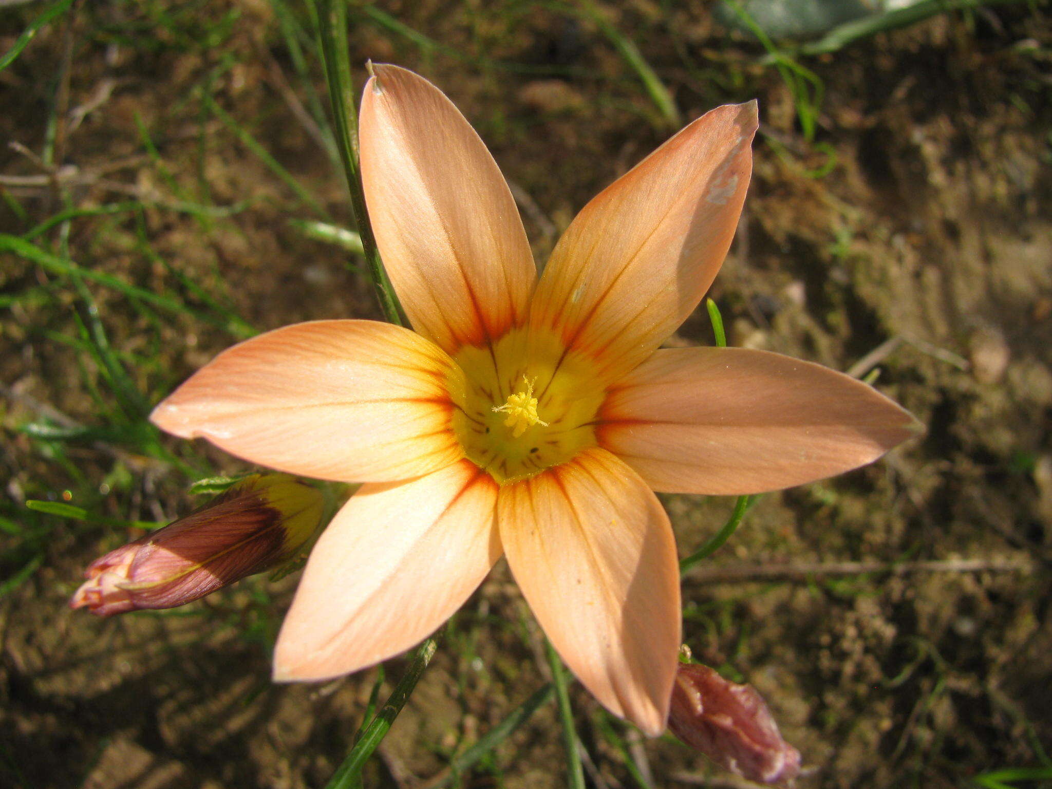 Image of Romulea setifolia var. aggregata M. P. de Vos