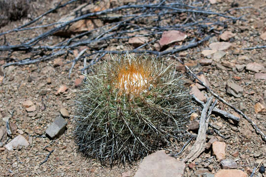 Image of Parodia maassii (Heese) A. Berger