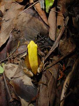 Image of Green Golden Frog