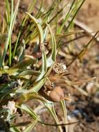 Image of Euphorbia pseudotuberosa Pax