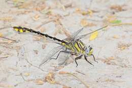 Image of Tamaulipan Clubtail