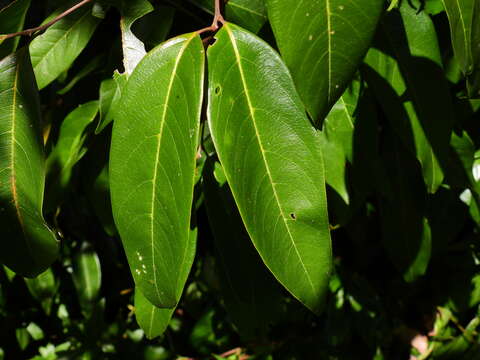 Image of Mischocarpus exangulatus (F. Müll.) Radlk.