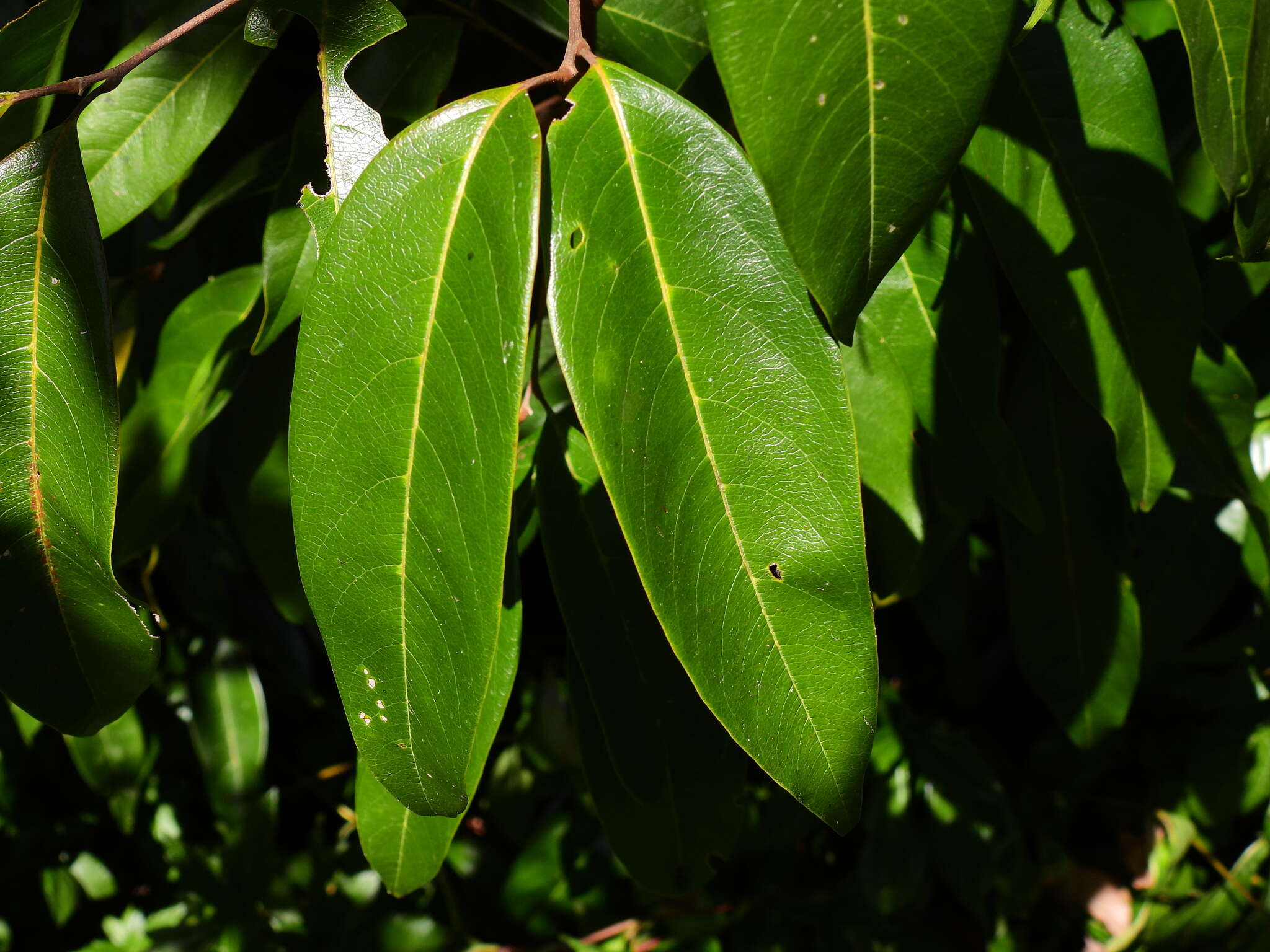 Слика од Mischocarpus exangulatus (F. Müll.) Radlk.