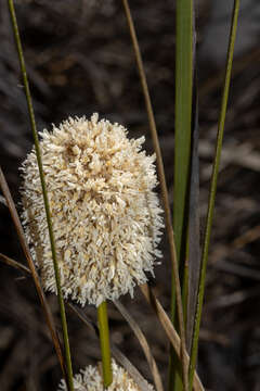 Sivun Lomandra leucocephala (R. Br.) Ewart kuva