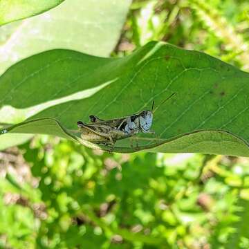 Melanoplus confusus Scudder & S. H. 1897的圖片