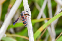 Image of Parancistrocerus fulvipes rufovestis Bohart 1948