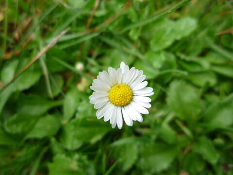 Image of Daisy