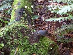 Image of North Island Robin