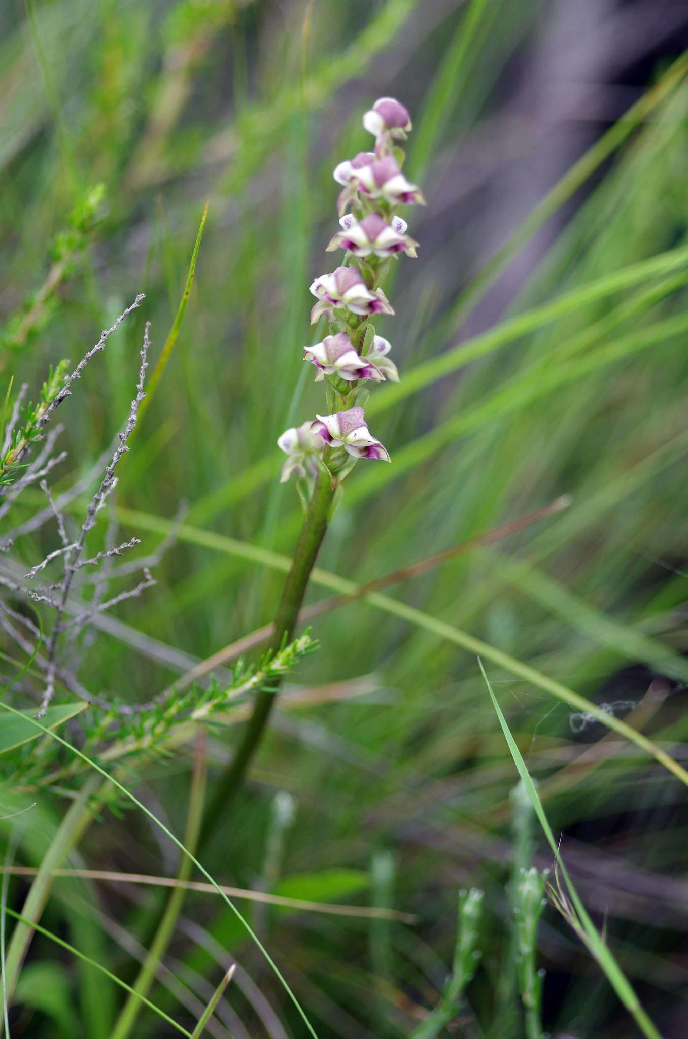 Image of Disperis renibractea Schltr.