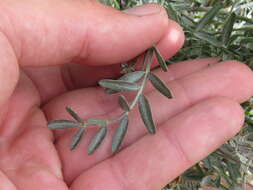 Image of San Bernardino milkvetch