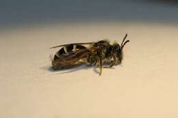 Image of Andrena canadensis Dalla Torre 1896